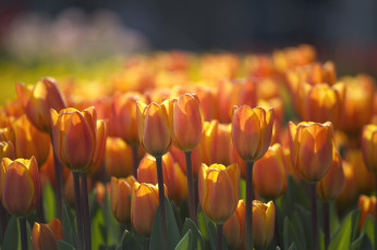 Картинка цветы тюльпаны оранжевый