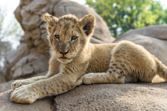 Картинка животные львы львенок