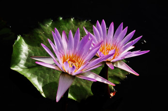 Картинка цветы лилии+водяные +нимфеи +кувшинки лилии листья вода