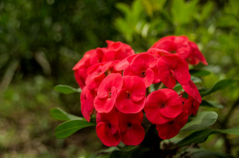 Картинка цветы молочай красный