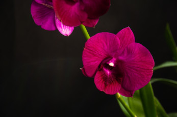 Картинка цветы орхидеи экзотика