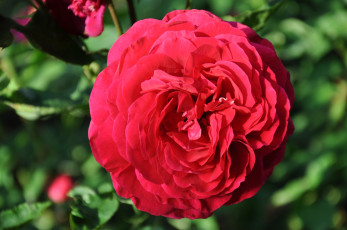 Картинка цветы розы макро