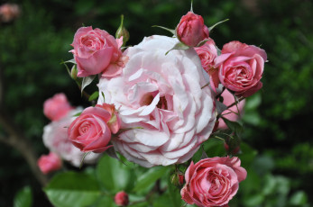 Картинка цветы розы розовый