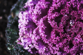 Картинка цветы декоративная+капуста макро