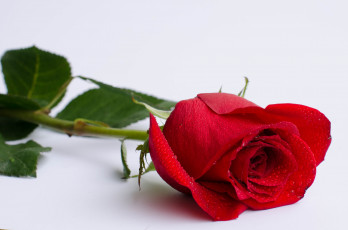 Картинка цветы розы бутон