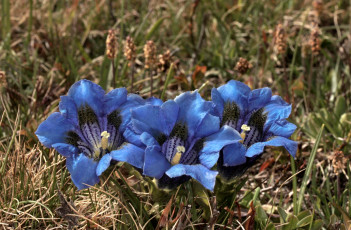 Картинка цветы горечавки трио