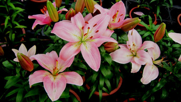 Картинка цветы лилии +лилейники розовый бутоны