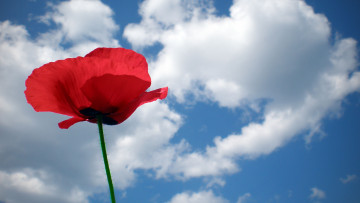 Картинка цветы маки красный мак небо синива облака