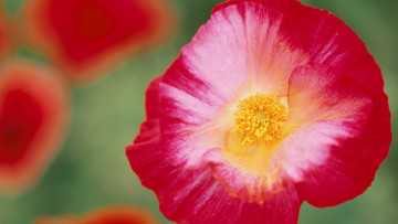 Картинка цветы маки ярко лепестки макро пыльца красный мак цветок