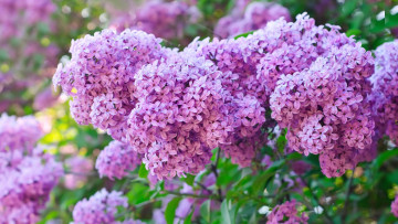 Картинка цветы сирень куст фиолетовые сиреневые весна