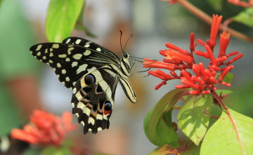 Картинка животные бабочки цветок бабочка