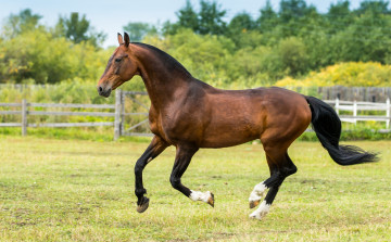Картинка животные лошади гнедой