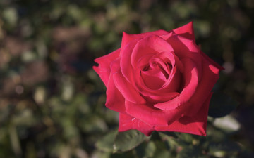 Картинка цветы розы роза макро бутон