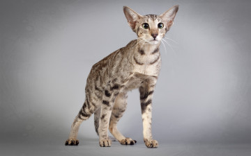 Картинка животные коты морда