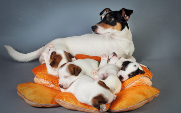 Картинка животные собаки щенки