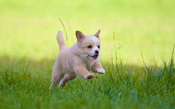 Картинка животные собаки щенок