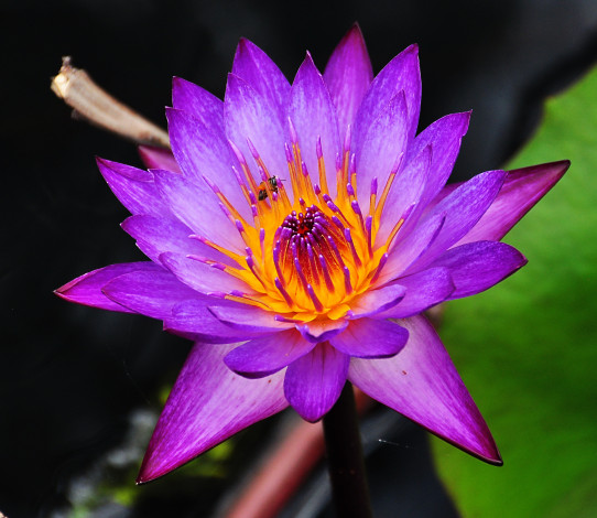 Обои картинки фото цветы, лилии водяные,  нимфеи,  кувшинки, лепестки, цветок