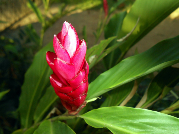 Обои картинки фото цветы, бутон