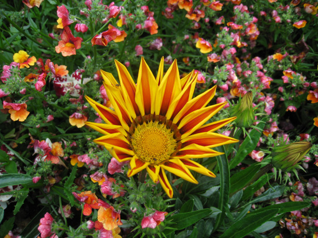 Обои картинки фото цветы, газания, алый