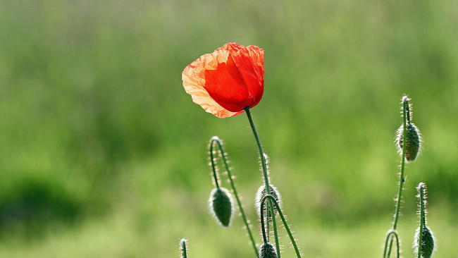 Обои картинки фото цветы, маки, цветок, лепестки, красный, зеленый, мак