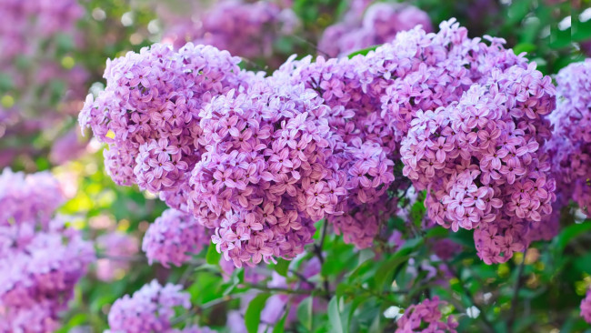 Обои картинки фото цветы, сирень, куст, фиолетовые, сиреневые, весна