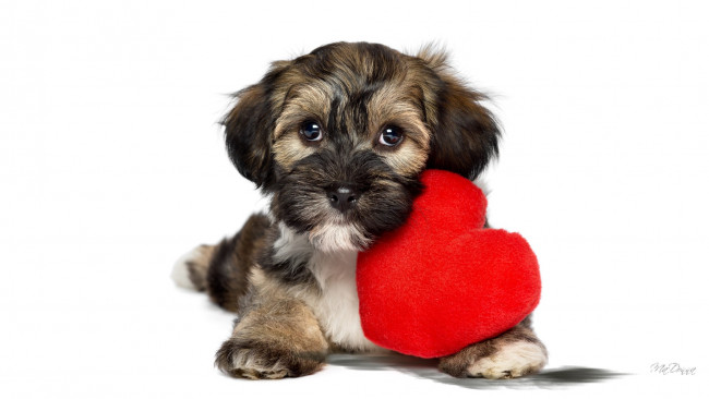 Обои картинки фото животные, собаки, сердечко, подушечка