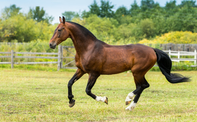 Обои картинки фото животные, лошади, гнедой