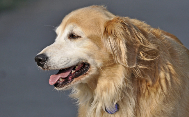 Обои картинки фото животные, собаки, пёс, пасть, лохматый