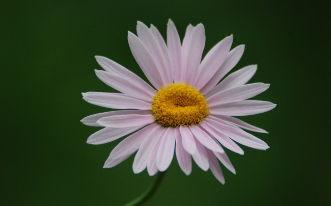 Обои картинки фото цветы, астры, лепестки, сиреневый, зелёный, фон