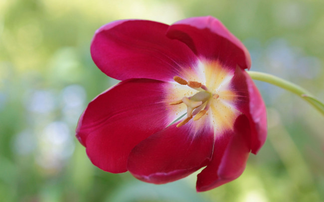 Обои картинки фото цветы, тюльпаны, макро, лепестки, тюльпан