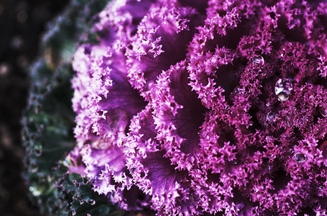 Обои картинки фото цветы, декоративная капуста, макро