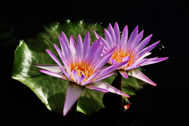 Обои картинки фото цветы, лилии водяные,  нимфеи,  кувшинки, лилии, листья, вода