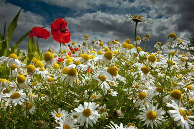 Обои картинки фото цветы, луговые , полевые,  цветы, ромашки, маки, луг