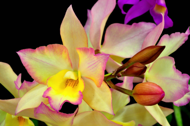 Обои картинки фото цветы, орхидеи, экзотика