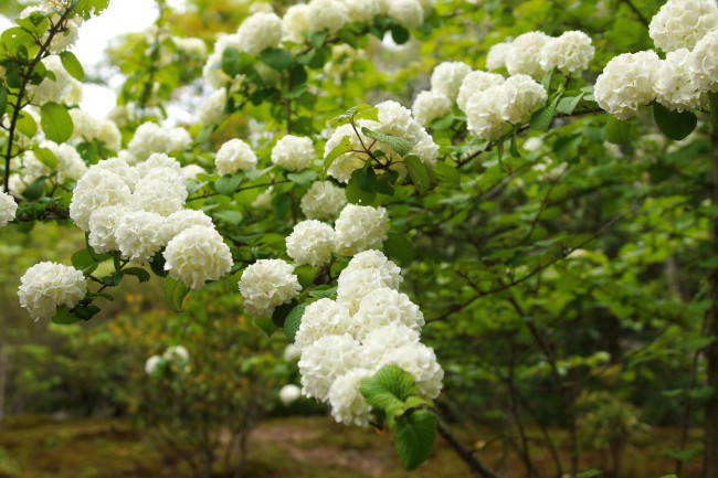 Обои картинки фото цветы, цветущие деревья ,  кустарники, куст