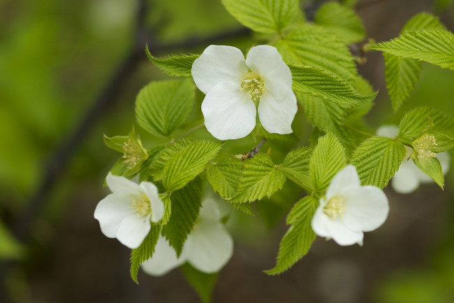 Обои картинки фото цветы, цветущие деревья ,  кустарники, родотипос, розовик, макро, листья, цветение, ветка