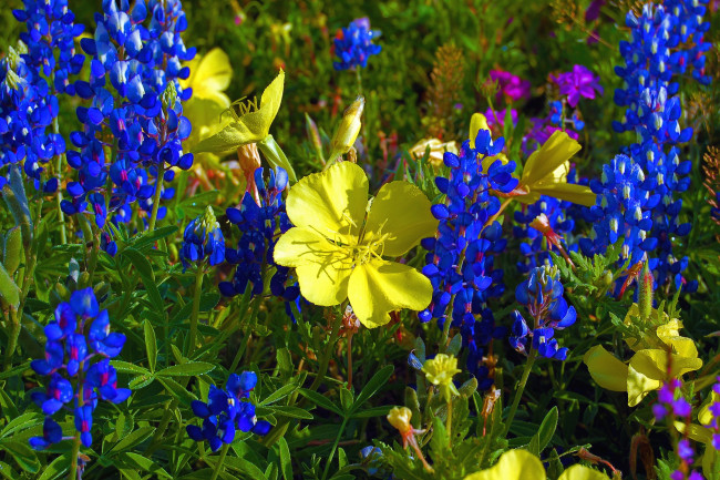 Обои картинки фото цветы, луговые , полевые,  цветы, люпин, яркий
