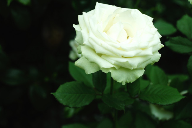 Обои картинки фото цветы, розы, белый