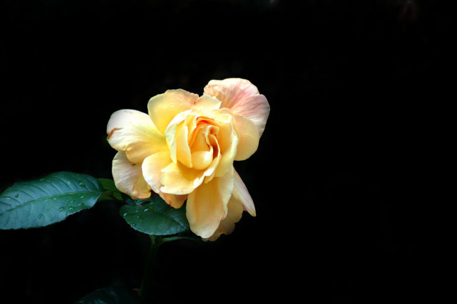 Обои картинки фото цветы, розы, бутон, лепестки, роза