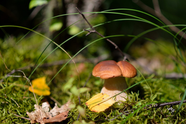 Обои картинки фото природа, грибы, трава, боровик