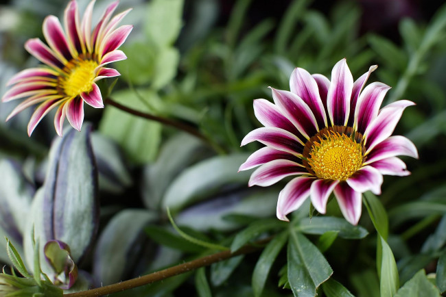 Обои картинки фото цветы, газания, зелень, полосатые, розовые