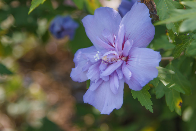 Обои картинки фото цветы, гибискусы, гибискус, сирийский