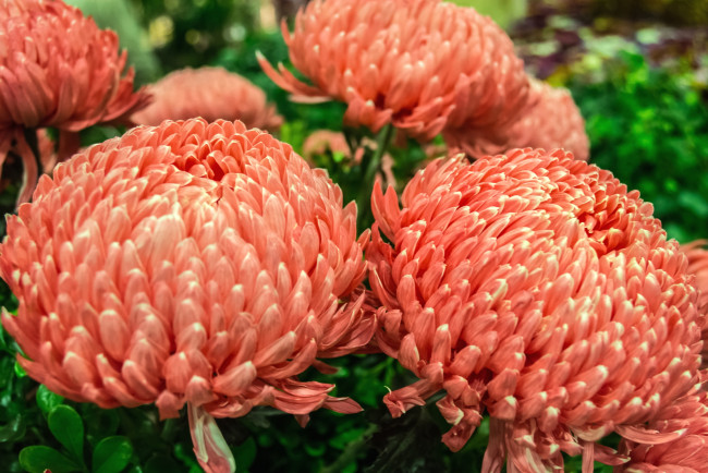 Обои картинки фото цветы, хризантемы, пышный