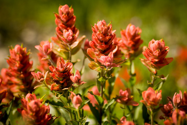 Обои картинки фото цветы, кастиллея