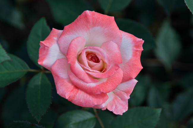 Обои картинки фото цветы, розы, розовый