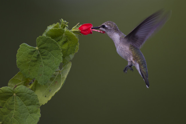 Обои картинки фото животные, колибри, ветка, листья, цветок, птичка