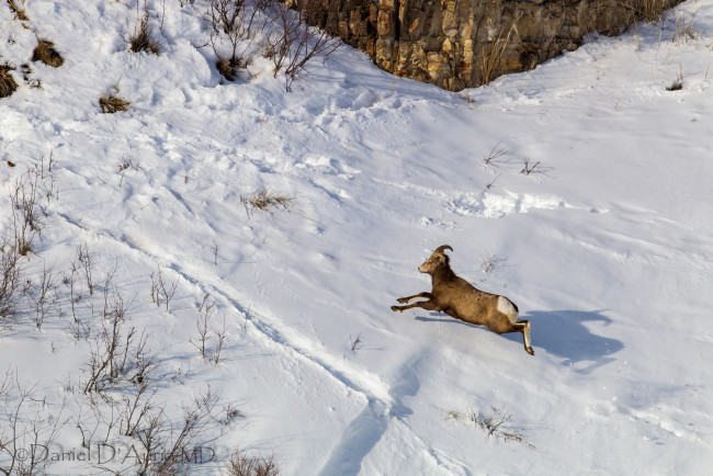 Обои картинки фото животные, овцы,  бараны, снег
