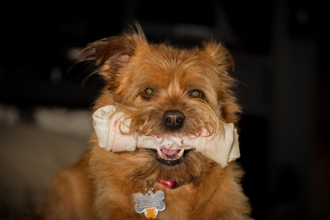 Обои картинки фото животные, собаки, морда