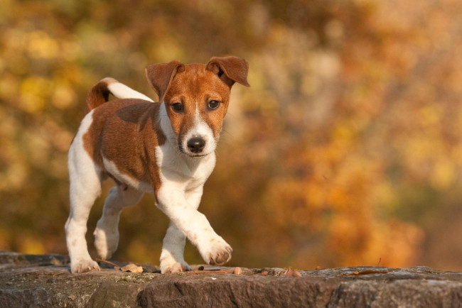 Обои картинки фото животные, собаки, щенок