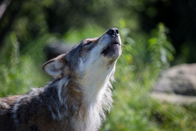 Обои картинки фото животные, волки, серый